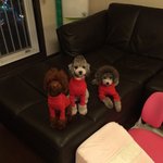 [엘켈첼] <b>토이</b>푸들 세자매의 일상