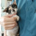 [고양이] (서울/경기임보구함)인생이 심심하시나요~?짭짤하게 만들어...