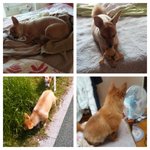 원동ic고속도로에 있던 포미 강아지를 찾습니다