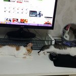 [두마리냥이] 흔하게 자기싫은 냥이들