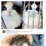 [EXO] <b>고양</b>이상이이쁜이유 이거잖인