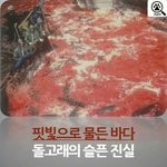 [핏빛으로 물든 바다..돌고래의 슬픈 진실]