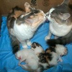 [콜로라도] <b>동물</b>에게도 가족이 있다.jpg