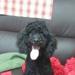 [깜식이] 제 이름은 깜<b>식이</b>예요.