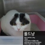 [고양이] (서울/경기임보구함)스코티쉬 폴드 ,샴 임보처구해요