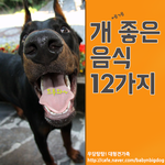 [대형견가족] 개에게 좋은 음식 12가지