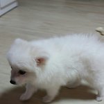 신혼부부의 알콩달콩 <b>애완동물</b>기르기