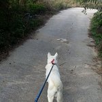 [시골견사] 시골사는 우리 짱이와 아강이들 이야기
