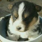 [슈나웰시] "슈나우저+웰시코기=콩"을 기억하시나요?