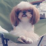 [도와주세요] * 저희 아이 쭈야좀 찾아주세요*