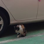 [꽃보다쿤이]  꽃미냥 쿤이 이야기-12화 쿤냥 집사와 길냥이와의...