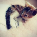 [뭉이사랑] [뭉이별이] 뭉이 동생이 생겼어요!!!