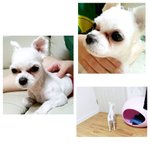 [유기견] (사진있음)강아지 유기하고 가버린 아저씨 신고하게 도와주세요...