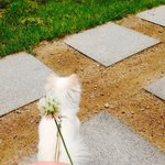 [우유얌] 포메? 스피츠? 폼<b>피츠</b>? 사랑스러운 우유~