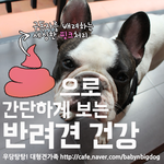 [대형견가족] 변 상태로 간단하게 보는 반려견 건강