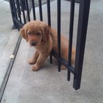 주인 기다리는 <b>말썽</b>꾸러기 견