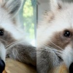 [너구리] <b>혼자</b>보기 아까운 우리<b>집</b> 라쿤