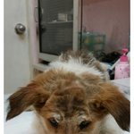 [추억파리여] <b>대낮</b>에도 동물학대하는 싸이코패스