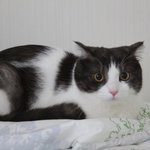 [꿀고양이] 꿀고양이 유청이가 왔습니다!!!!