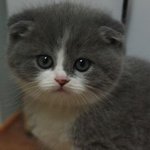 [카루레쿠아] <b>밤톨</b>고양이 루키! 귀접힌냥 !