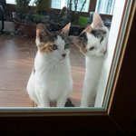 [새끼냥] <b>철장</b>과 함께 버려진 자매고양이.