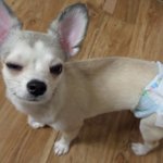 [왕귀비비] 기저귀차고 <b>윙크</b>하는 비비+이쁜초코