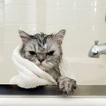 캣바캣(지옥 혹은 천국)인 고양이 <b>목욕</b> 사진들