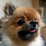 *오렌지포메* 미친생명체콩이공주님독특한포즈세계