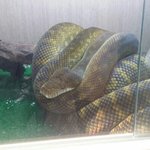 [<b>뱀뱀</b>] [<b>뱀</b>사진주의]이색애완동물 <b>뱀</b>