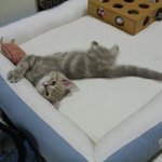 [카루레쿠아] 이런 <b>컬러</b> 흔하지 않다요! 공식 호구 쿠키예요! (스왑주의)