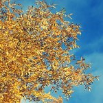 허리디스크 : 비수술치료방법 : 허리디스크 정보