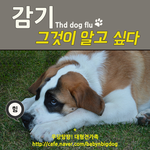 [대형견가족] 감기, 그것이 알고 싶다. (반려견 감기)