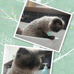 [짱구하늘] 시크냥이 짱구와 <b>도도</b>냥이 하늘