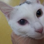 고양이 눈 좀 봐주세요 ㅠㅠ