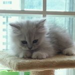 [페르<b>보리</b>판] <b>보리</b>냥 스타뜌!