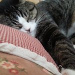 [EXO] <b>동물</b> 얘기 나와서 그런데