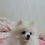 [콩이랑살기] 콩이 반응이 좋아서 2탄갑니다:<b>d</b> 콩이의 원숭이 극복기!!!