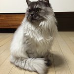 [셔리] 새<b>식구</b>가 된 냥이^^