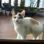 [새끼냥] <b>철장</b>과 함께 버려진 자매고양이 두번째.