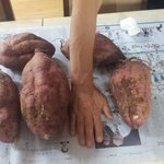 [시우민] ㅅㄷ)아빠가 고구마를 캐왔는데
