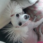 길 강아지와 길 고양이 구조기.