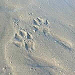 [<b>밤바</b>랑요다] 골든누나 <b>밤바</b>&amp;코기동생 요다 바다댕겨왔어요!!