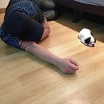 [만복] 프렌치<b>불독</b> + 보스턴테리어 = 만복