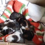 (후기?)(사진추가)집옥상입구에에 누가 새끼고양이 3마리를..