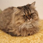 [<b>충이</b>묵이] 생각보다 귀여운 고양이 이빨