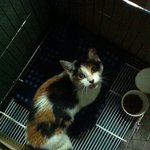 [고양이] 미모짱!애교짱! 비비안의 집사님을 공개수배합니다!