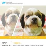 [나주천사의집/<b>시</b><b>츄</b>] 다시 한 번 길이를 웃게 해줄 평생가족을 찾습니다...
