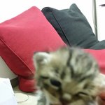 [건빵이] (+또추가 사진도추가)(+추가 )건빵3개와 버려진 아기고양이