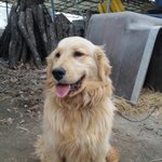 (개판)골든리트리버 <b>앵두</b>의 성장기4