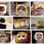 진짜 식빵 고양이 보셔요~.